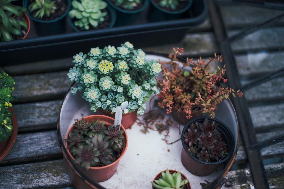 Succulents