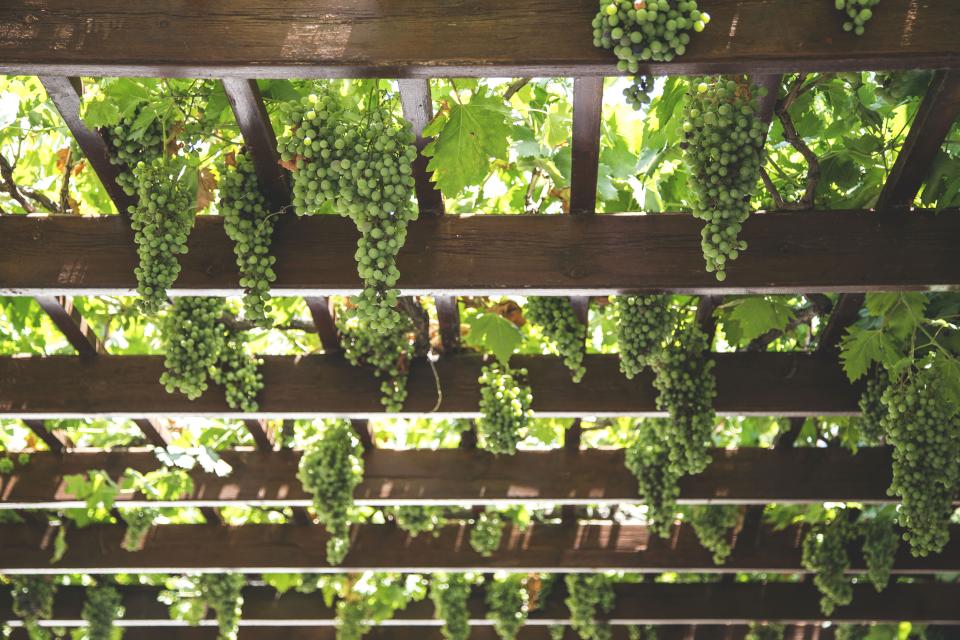 Grape Vines on Pergola